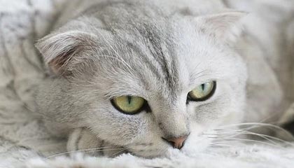 开云官网：引领时尚奢侈品的数字新体验