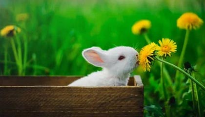 开云官网：引领时尚奢侈品的数字新体验